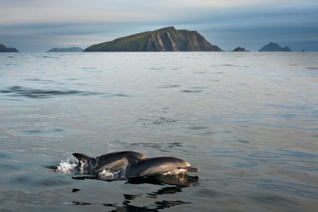 Twee Dolfijnen zwemmen samen in open water
