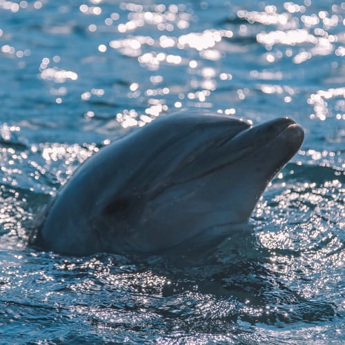 Lachende wilde dolfijn die blij is met alle prachtige reviews